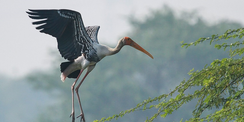 A glimpse of a stork bird spotted at the Sultanpur Bird Sanctuary, a major attraction.