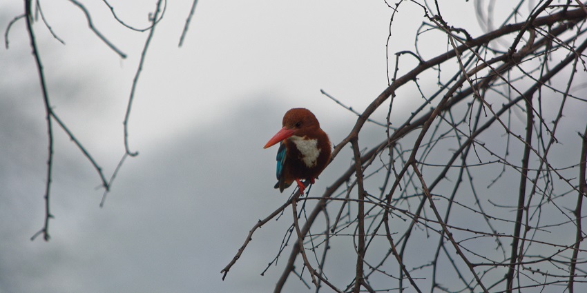 White-throated Kingfisher, Sultanpur Bird Sanctuary - places to visit near Gurgaon in June
