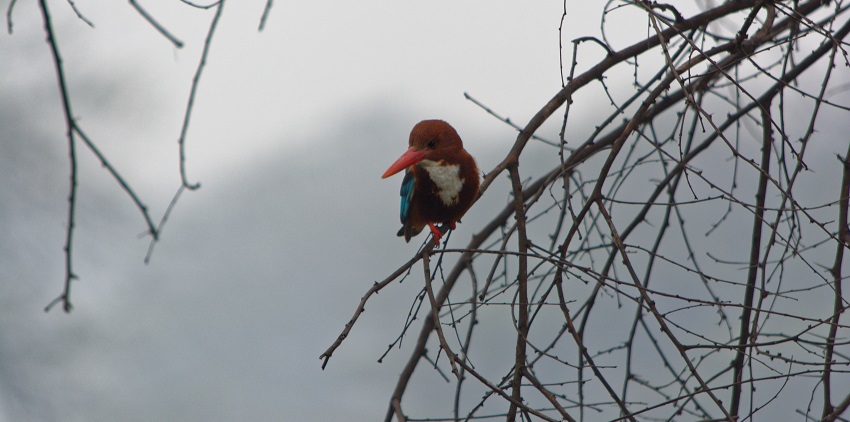 An image of Sultanpur National Park which is a place to visit near Wet N Wild Water Park.