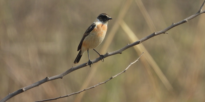 Explore the avian species at Sultanpur National Park which is located in Gurgaon, Haryana.
