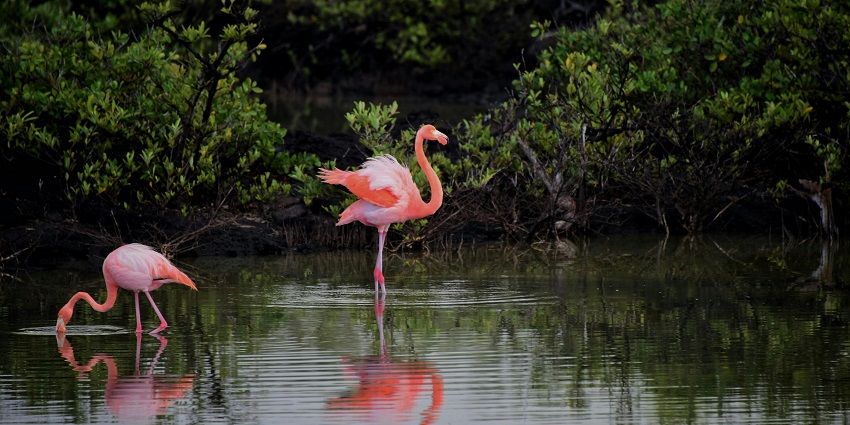 Flamingos at Sultanpur National Park, one of the best places to visit in Rohtak.