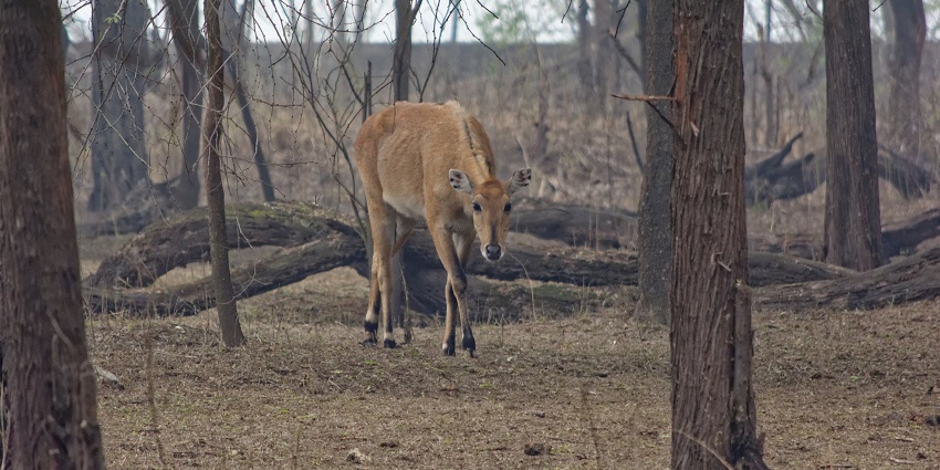 Explore the diverse wildlife and fauna at the Sultanpur National Park, Haryana.