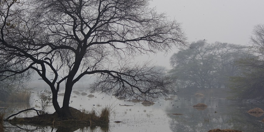 Misty morning view of the lush landscape and lake inside the Sultanpur national park