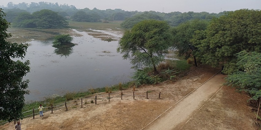 Migratory birds at Sultanpur National Park, a well-known sanctuary close to Bhondsi Nature Park.