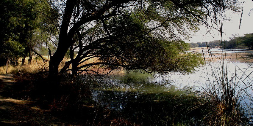 Sultanpur National Park in Haryana, a serene habitat for diverse bird species.
