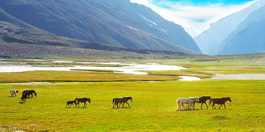 icturesque view of Horses in Suru valley,Ladakh, India - places to visit near Chiktan Fort