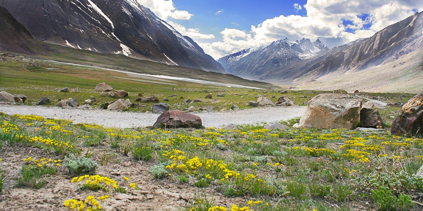 Vibrant flowers blooming in Suru Valley, showcasing nature's colorful beauty.