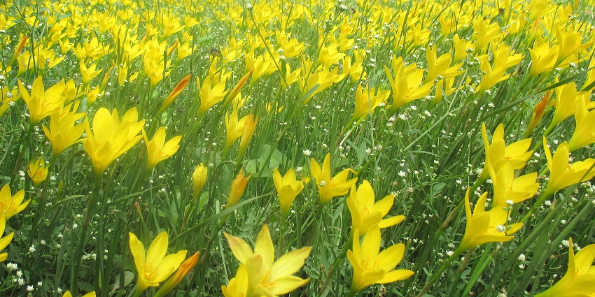 The blooming Rain Lilies or Zephyr Lily found at the TNAU Botanical Garden, Coimbatore.