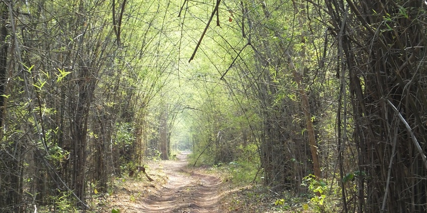 Dense forests of the Tadoba Andhari Tiger Reserve one of the best places to visit in Vidarbha