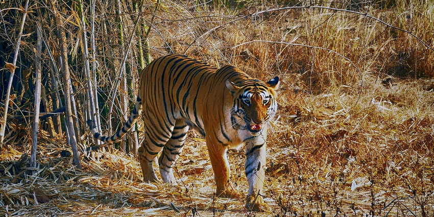 A majestic Bengal tiger roaming freely in the best wildlife sanctuaries in Maharashtra.