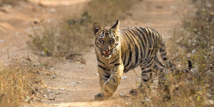 Wildlife of Tadoba Andhari Tiger Reserve explored by going on a night safari.