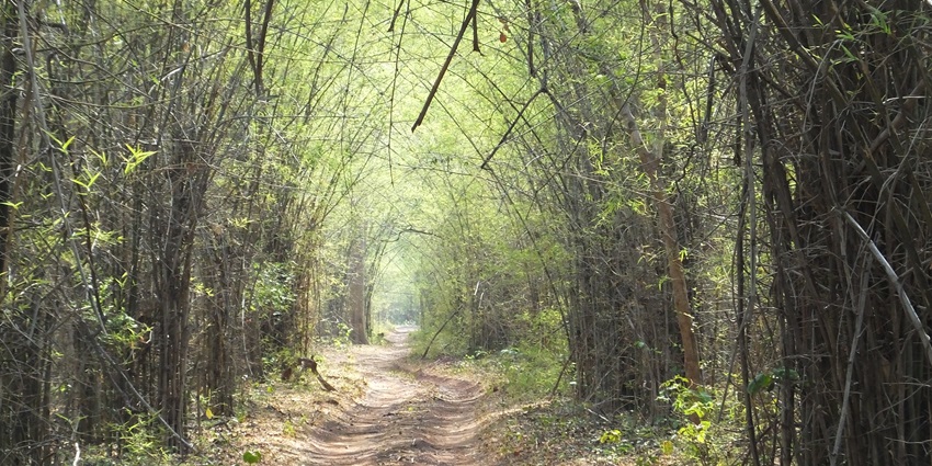 Reception and entry to Tadoba Andhari Tiger Reserve in Nagpur with greenery around.