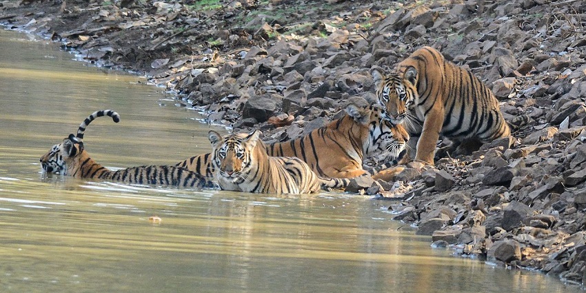 An image of a tigress with cubs, a popular destination near Chanda Fort, Chandrapur.