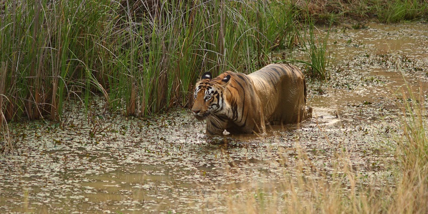 A view of a Tiger spotted near Navegaon National Park, highlighting wildlife to the popular destination