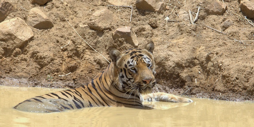 A tiger relaxing in a pond at Tadoba, near Tipeshwar Wildlife Sanctuary in Chandrapur.