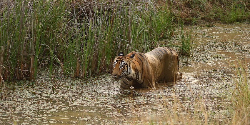 A Bengal tiger walks gracefully through tall grass in Tadoba Andhari Tiger Reserve.