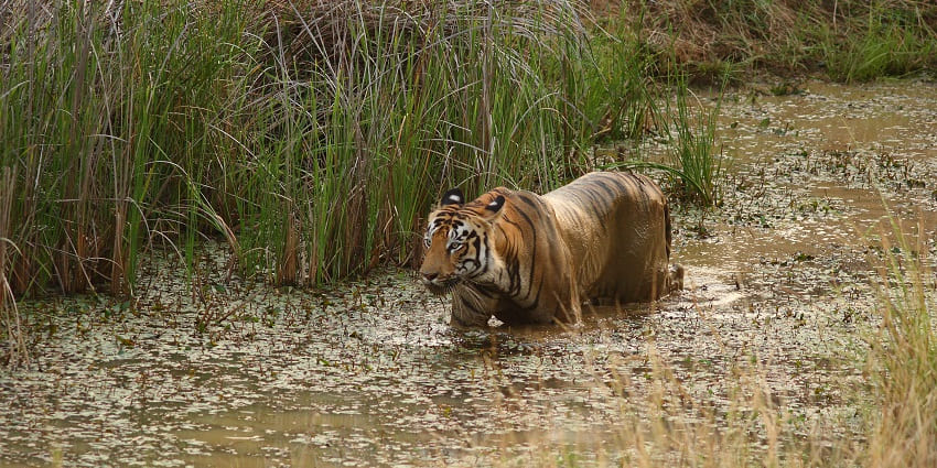 A tiger resting in Tadoba Andhari Tiger Reserve, among popular national parks in Maharashtra.
