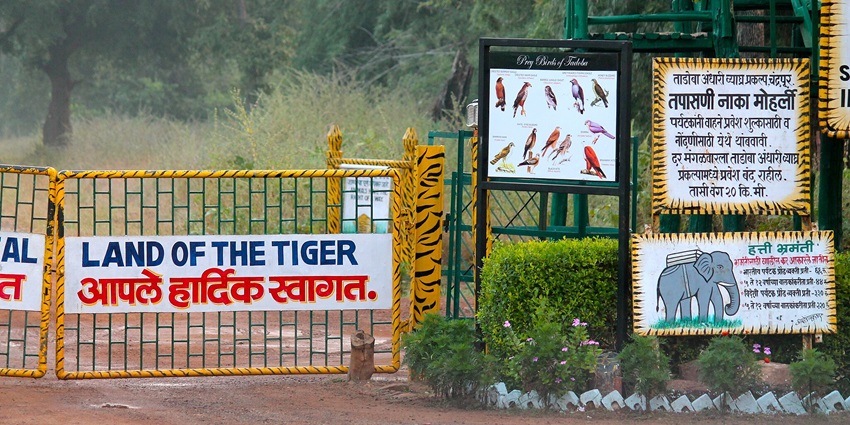 Tadoba-Andhari Tiger Reserve is a wildlife haven with tigers and its diverse flora.