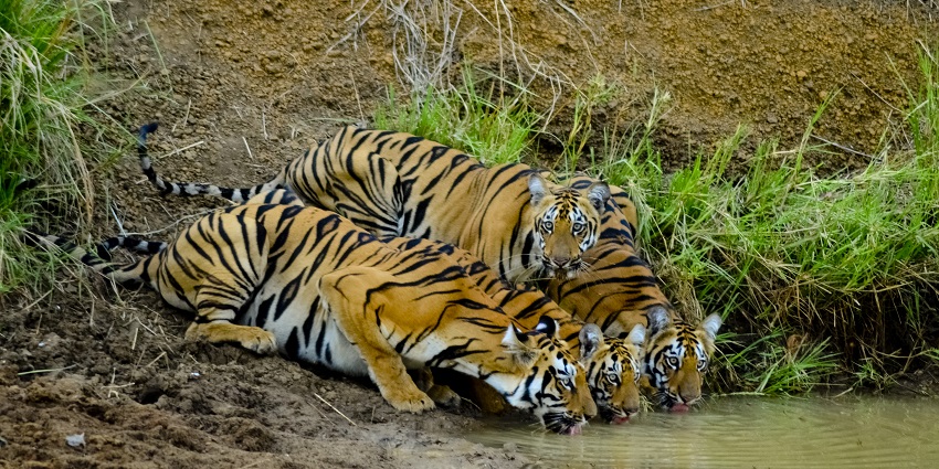 Tadoba Andhari Tiger Reserve is a wildlife sanctuary featuring majestic tigers in natural habitat.