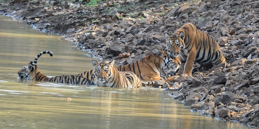 An ambush of tigers near a river in a Tadoba-Andhari Tiger Reserve
