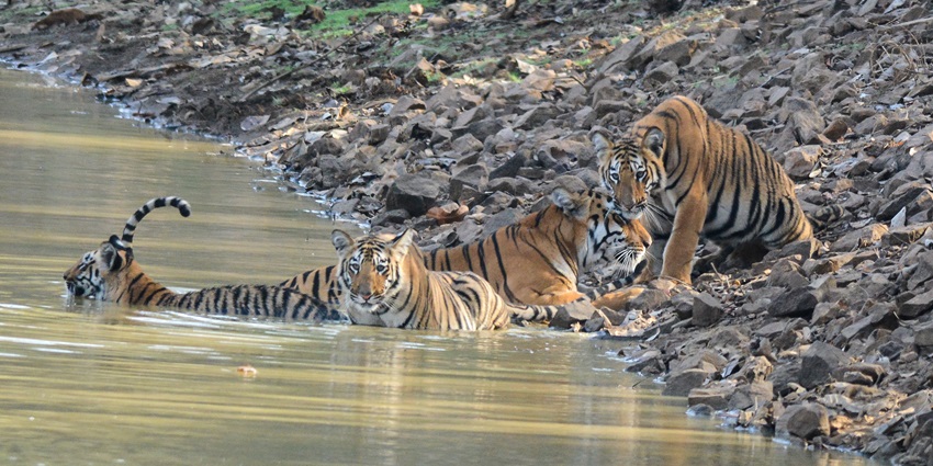 Tadoba Andhari Tiger Reserve, the wildlife sanctuary with tigers playing in water