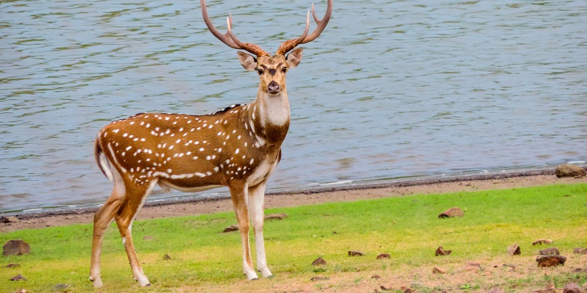 Tadoba Lake, where nature's beauty reflects in serene waters.