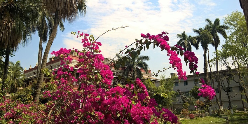Twilight view of a pathway lined with blooming bougainvillea in Chandigarh garden.