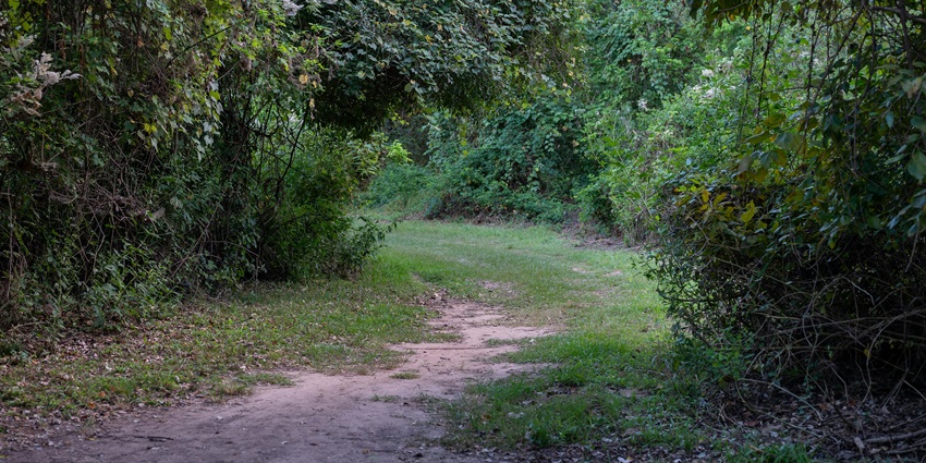 View of Taljai Forest Hike Trail surrounded by tall trees and greenery