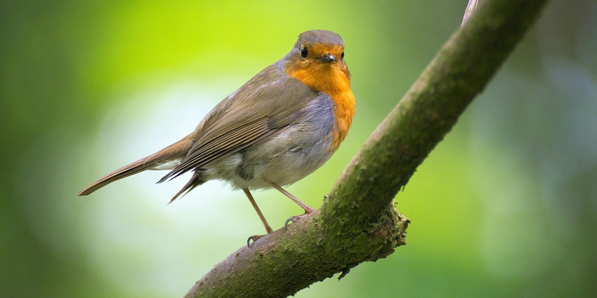 A glimpse of a beautiful bird in shades of orange and white spotted in the region.