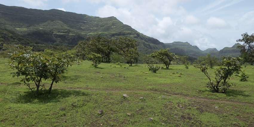 A picture of a scenic valley with a cover of lush greenery and misty air all around