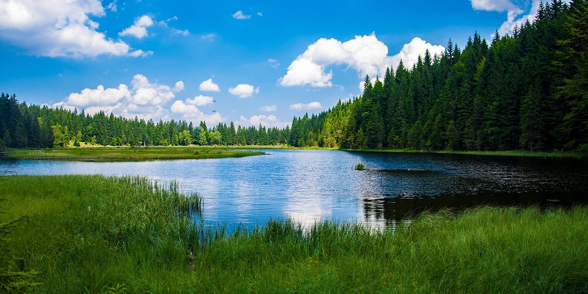 Forest surrounding a lake, with trees reflecting in the water, showcasing nature's beauty.