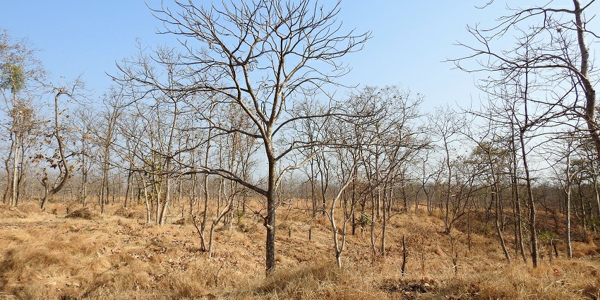 Dry Deciduous trees at Tansa Wildlife Sanctuary, which houses Tansa Lake, Maharashtra.