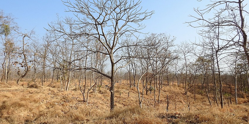 Dry Deciduous trees at Tansa Wildlife Sanctuary, which houses Tansa Lake, Maharashtra.