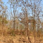 Scenic view of the surrounding habitat in Tansa Wildlife Sanctuary, showcasing dense flora