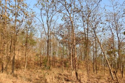 Scenic view of the surrounding habitat in Tansa Wildlife Sanctuary, showcasing dense flora