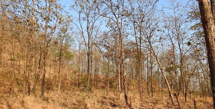 Scenic view of the surrounding habitat in Tansa Wildlife Sanctuary, showcasing dense flora