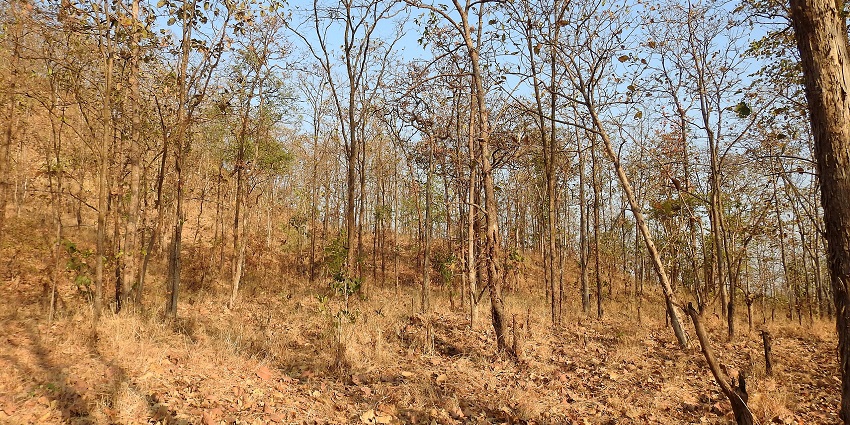 Explore the diverse habitat of Tansa Wildlife Sanctuary, rich in flora and fauna!