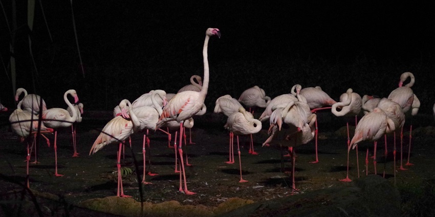 Image of a flock of birds , a sight at taro elephant park, one of the most popular places for night safari in Bali