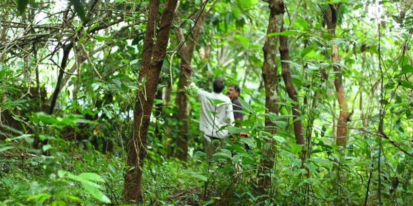 Two men exploring a dense, green forest filled with tall trees and thick undergrowth.