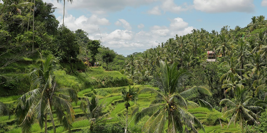 Beautiful lush green view of the Tegallalang Rice Terraces and coconut trees in Bali.