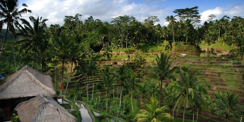 A view of water-filled rice terraces in Tegallalang District.