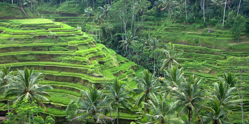 Tegallalang Rice Terraces is one of the most popular places to visit in Bali with family.