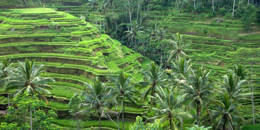 View of the Tegallalang Rice Terraces, a traditional method of rice farming, one of the best places to visit in Bali.