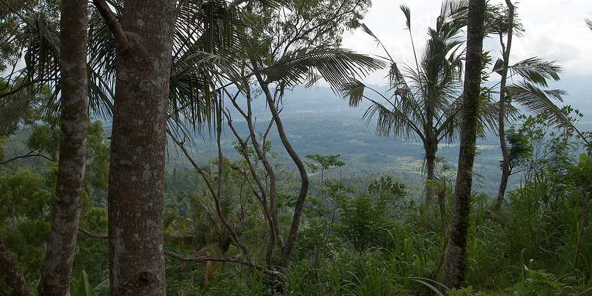 Lush green hills and rice terraces in Bali with the island's vibrant landscape and ocean.