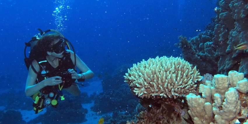 Temple Adventures offers scuba diving in Pondicherry with diverse marine life.