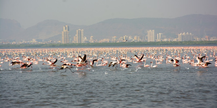 Flamingos over azure waters in Thane, one of the top places to visit near Pune in April.