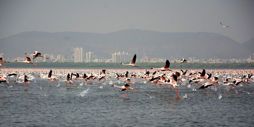 Colorful congregation of lesser flamingos, Phoeniconaias minor, wading gracefully together!