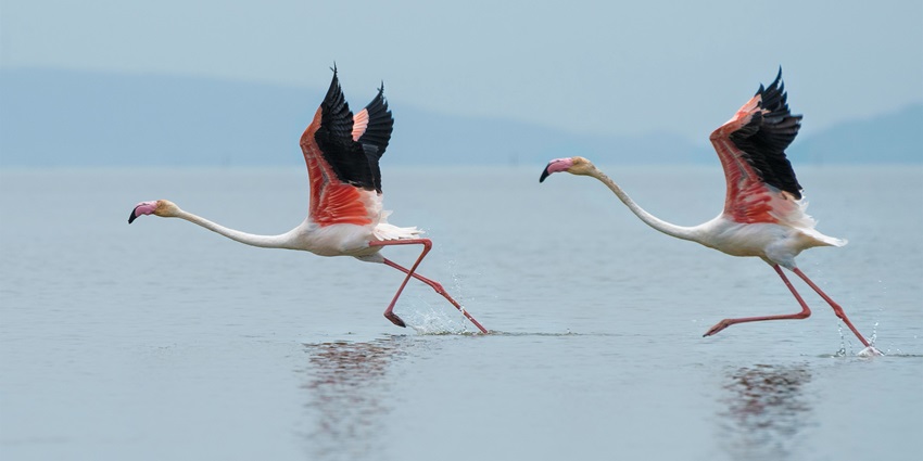 Thane Creek Flamingo Sanctuary is one of the top places to visit in Thane with friends.