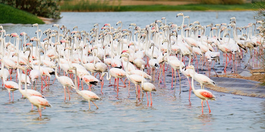Beautiful view of many flamingos in the water at the Thane Creek Flamingo Sanctuary