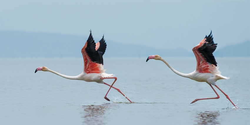 Thane Creek Flamingo Sanctuary is one of the popular places to visit near Palghar.